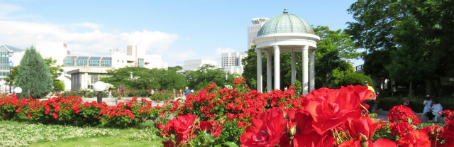 Rose_garden