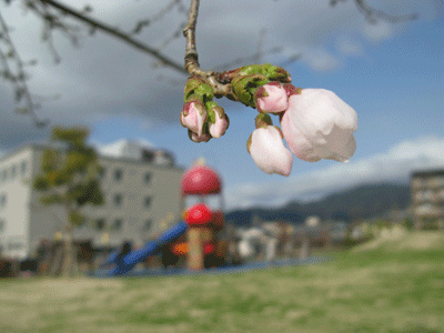 廿日市市新宮公園のソメイヨシノ