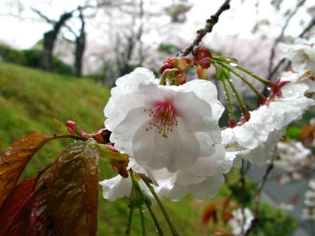 ebayama_zakura 江波山のヤマザクラ