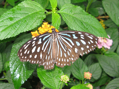Ideopsis similis