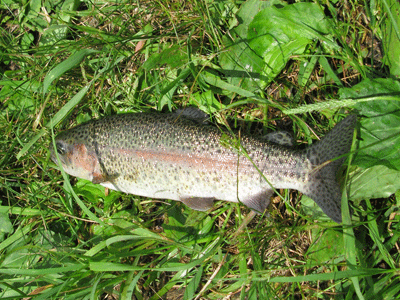 20090606_trout 獲物第一号!