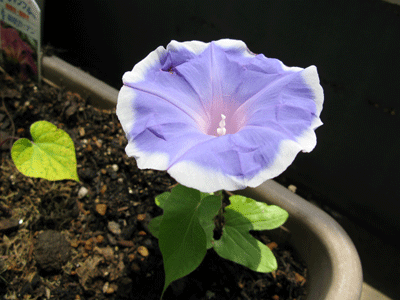 20090624_I_nil 初開花(6/24)