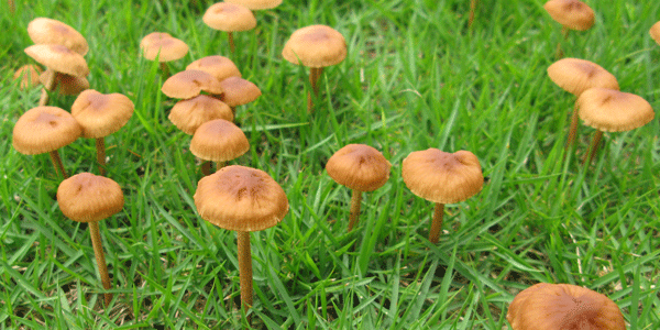 シバフタケ（<i>Marasmius oreades</i>）