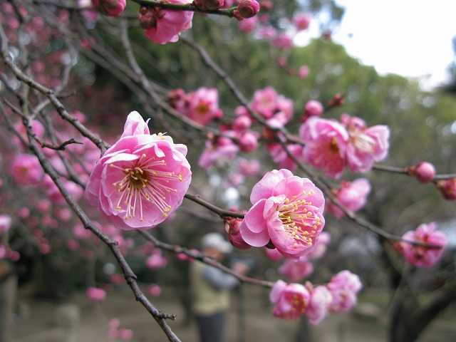 20110213 品種名は『思いのまま』