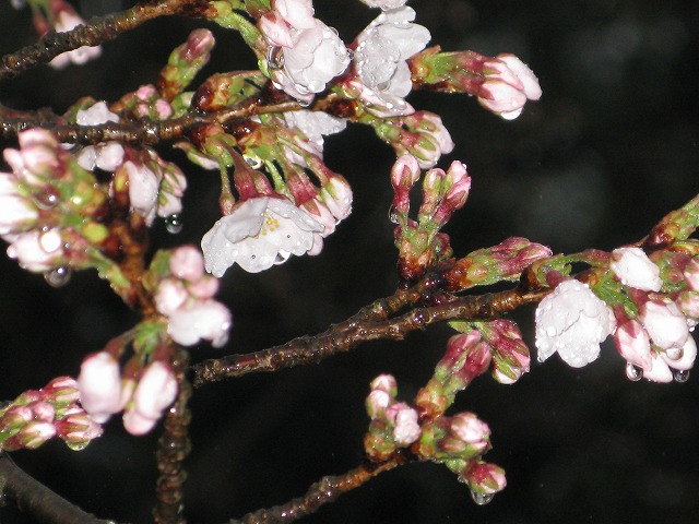 開花の進んでいる1本