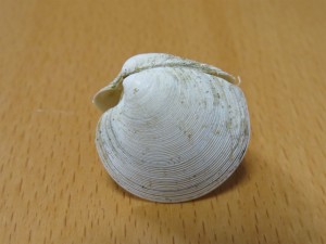 カガミガイ Phacosoma japonicum