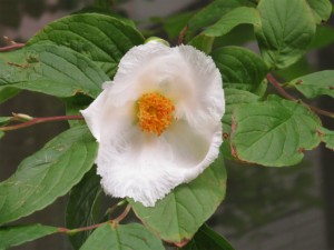 20150611a