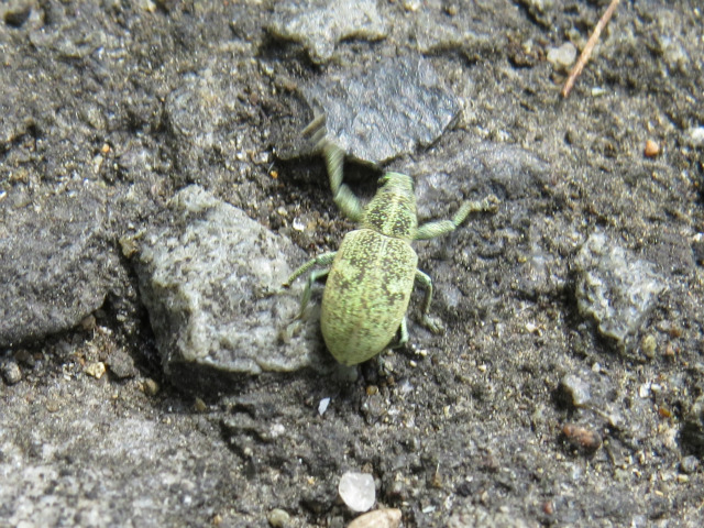 クチブトヒゲボソゾウムシ