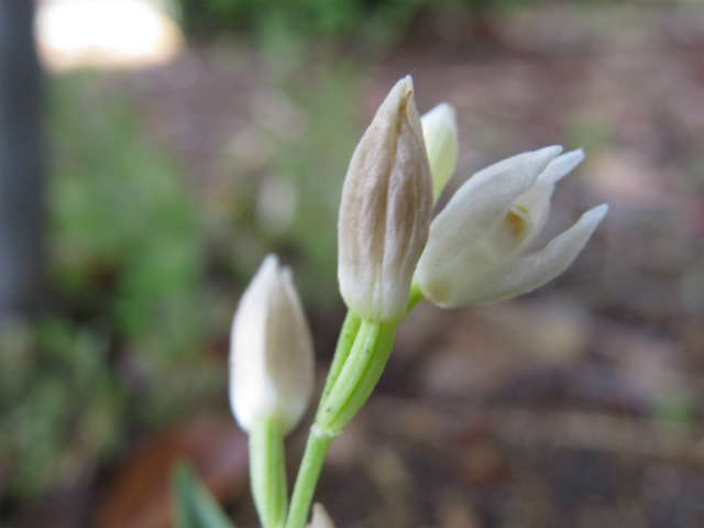クゲヌマラン Cephalanthera longifolia (2016年5月16日撮影)