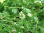 Cotula australis