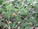 Cotula australis