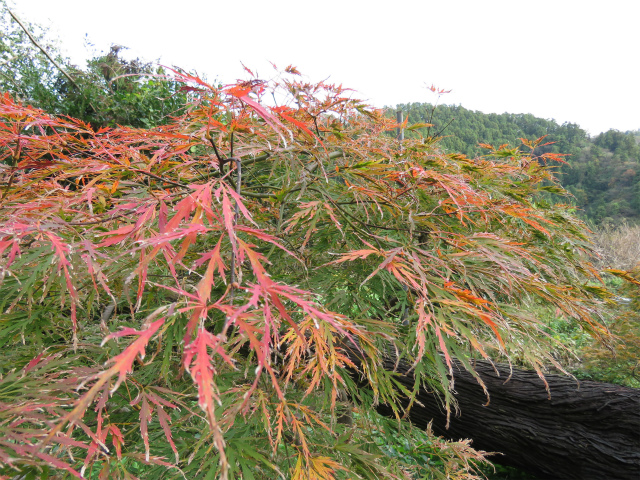 紅枝垂れ(イロハモミジ)