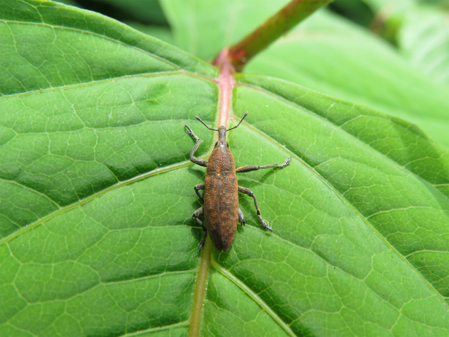 キクイサビゾウムシ属の一種