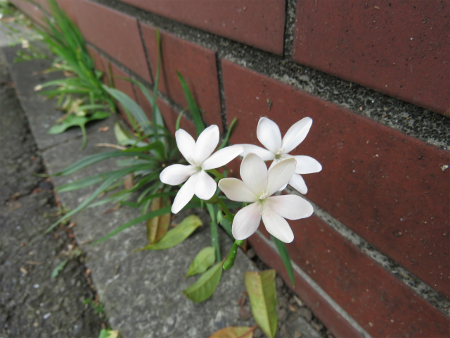 ヒメヒオウギ(白花)