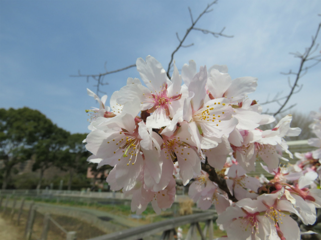 TamanawaZakura