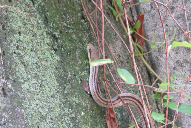 シマヘビ