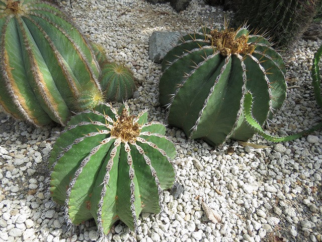 栄冠玉