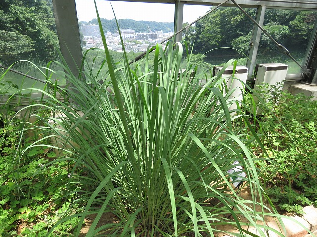 レモングラス