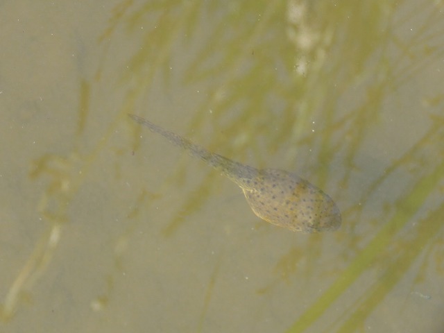 ウシガエル