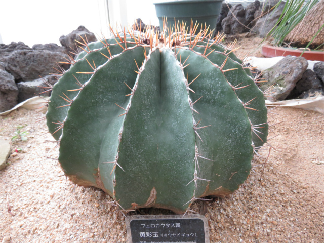 黄彩玉