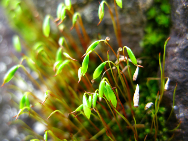 ツボゴケの一種(胞子嚢=sporangium,蒴=capsule)