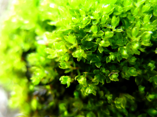 ツボゴケの一種(胞子嚢=sporangium,蒴=capsule)