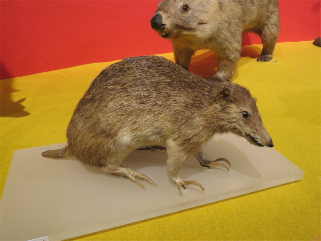 チャイロコミミバンディクート