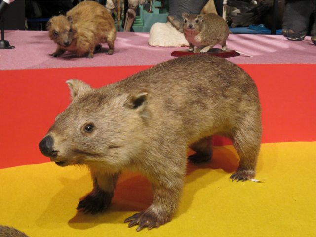 コモンウォンバット