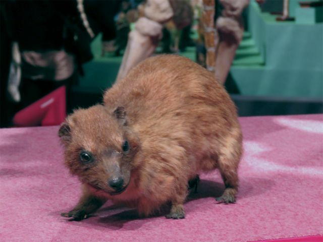 キボシイワハイラックス