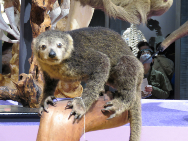 クマクスクス