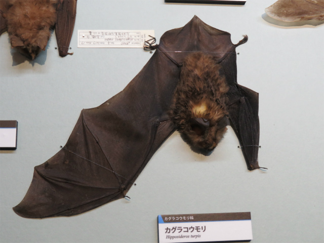 カグラコウモリ