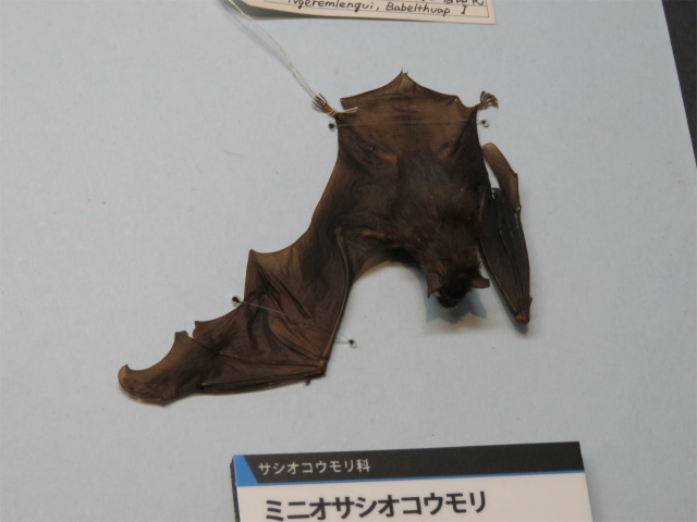 ミニオサシオコウモリ