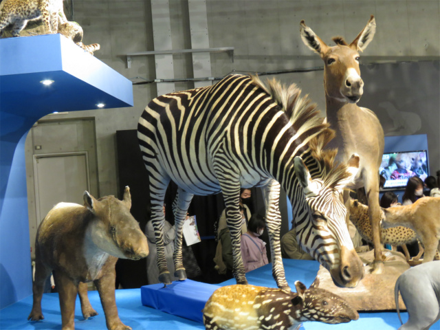 サバンナシマウマ