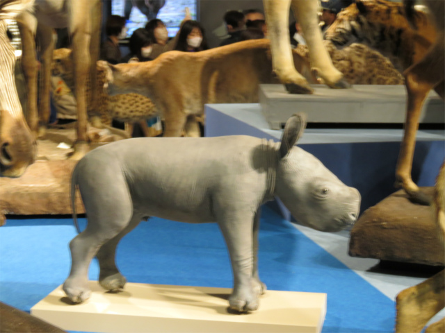 マレーバク(幼獣)