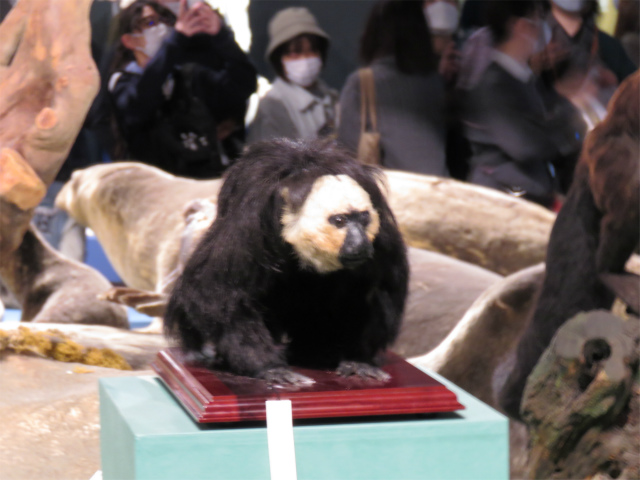 シロガオサキ
