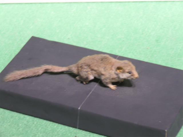 チュウゴクヤマネ