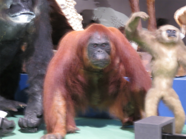 ボルネオオランウータン