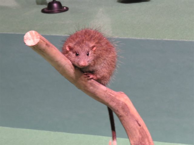 ケナガネズミ