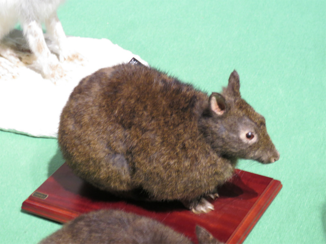 アマミノクロウサギ
