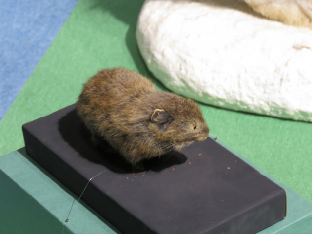 タカネナキウサギ