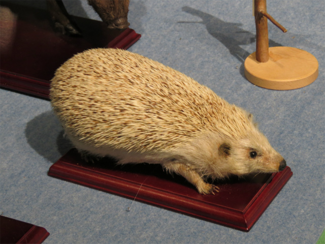 ヨーロッパハリネズミ