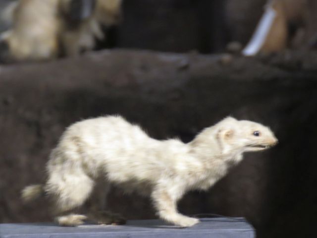 イイズナ