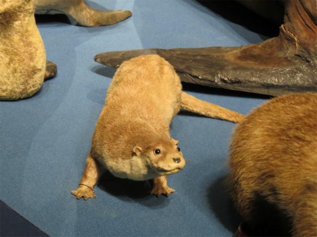 ユーラシアカワウソ