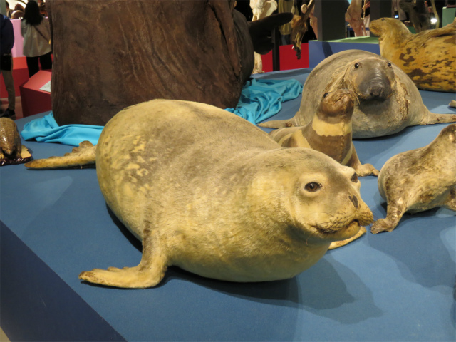 ヒョウアザラシ