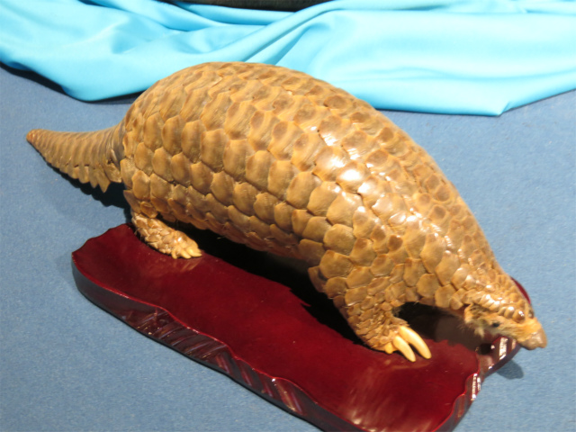 ミミセンザンコウ