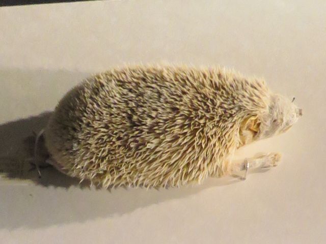 ヒメハリテンレック