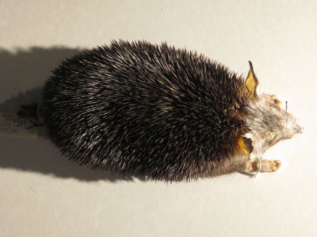 ブラントハリネズミ
