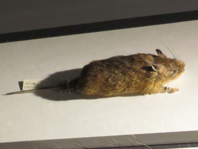 アマミトゲネズミ