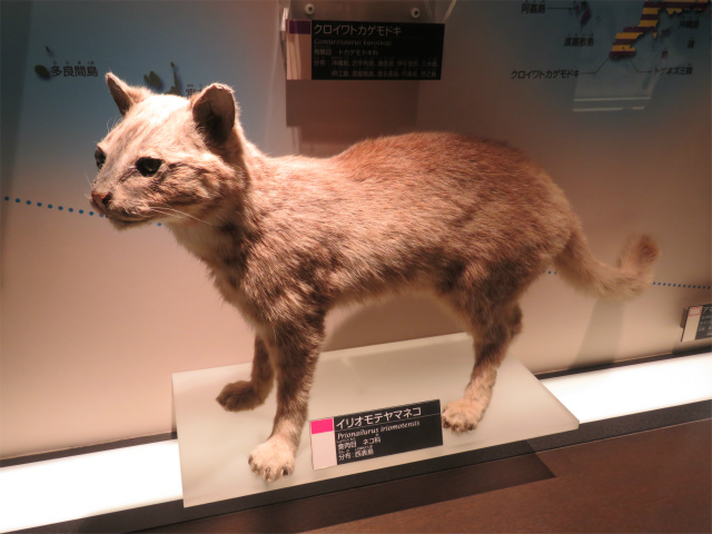 イリオモテヤマネコ