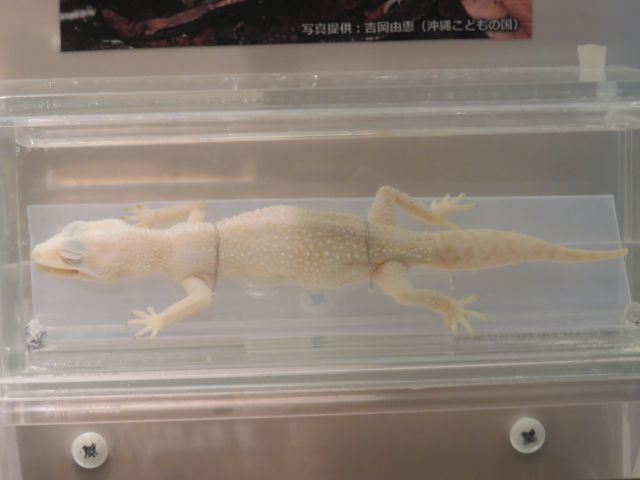 クロイワトカゲモドキ